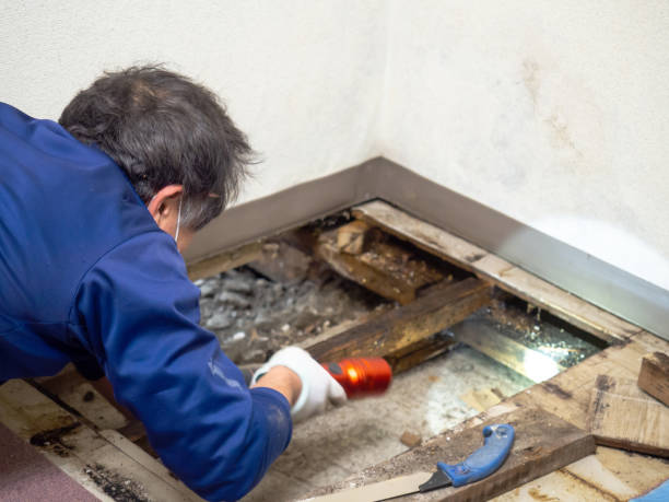 Best Water Damage Restoration  in Rson, CA