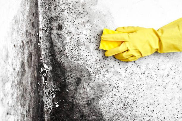 Best Mold Remediation  in Rson, CA