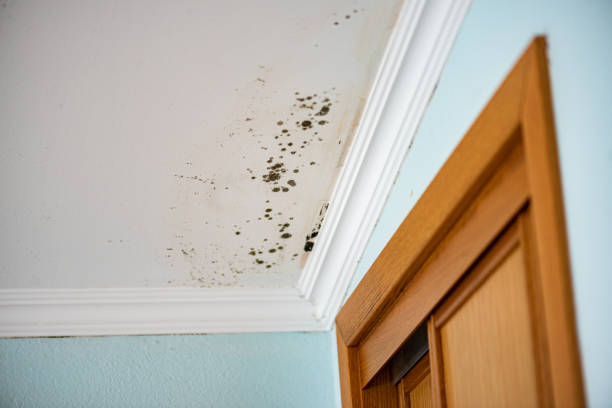 Best Affordable Mold Removal  in Rson, CA