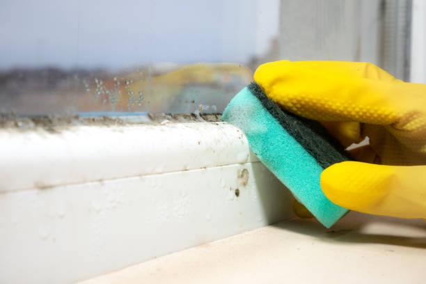 Reliable Carson, CA Mold Removal Solutions
