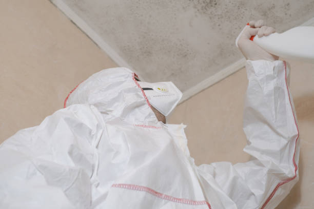 Best Mold Damage Repair  in Rson, CA