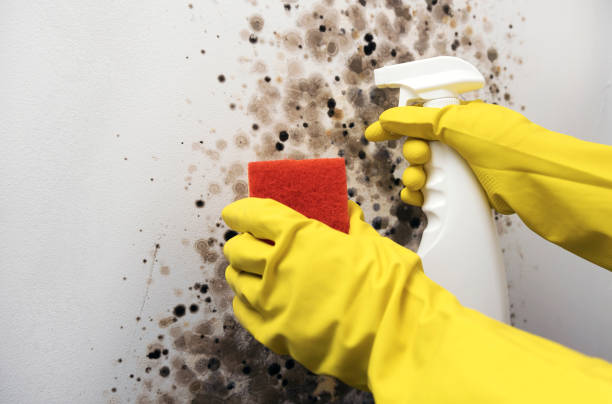Best Attic Mold Removal  in Rson, CA