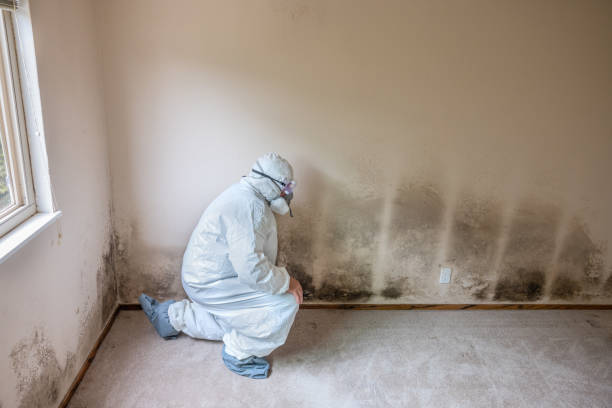 Best Mold Remediation Services  in Rson, CA