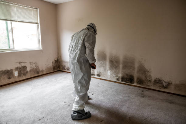 Best Professional Mold Removal  in Rson, CA