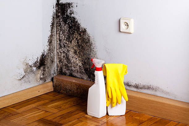 Best Fast Mold Removal  in Rson, CA