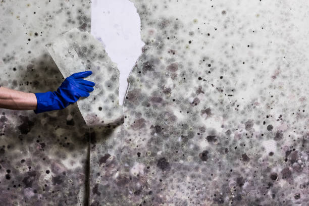 Best Mold Removal Process  in Rson, CA