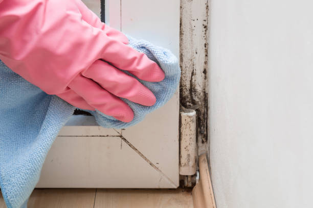 Mold Removal Process in Carson, CA